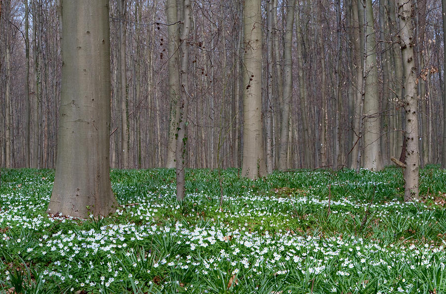 Spring Photograph - Wood Anemone Spring Forest #1 by Dirk Ercken