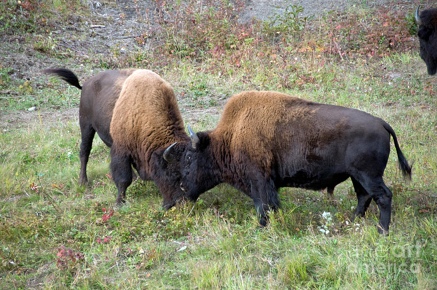Wildlife Photograph - Wood Bison Bulls Fighting #1 by Mark Newman