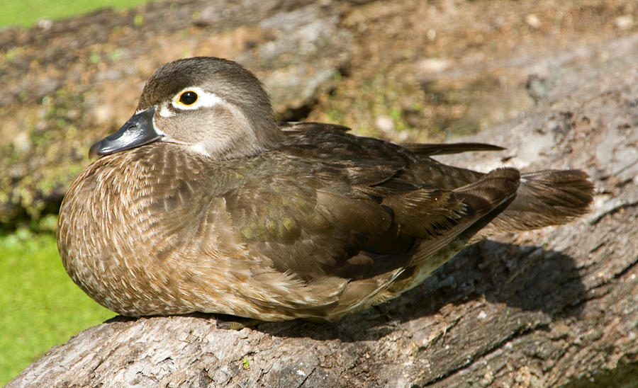 Wood Duck Aix Sponsa Adult Female #1 Photograph by Millard H. Sharp