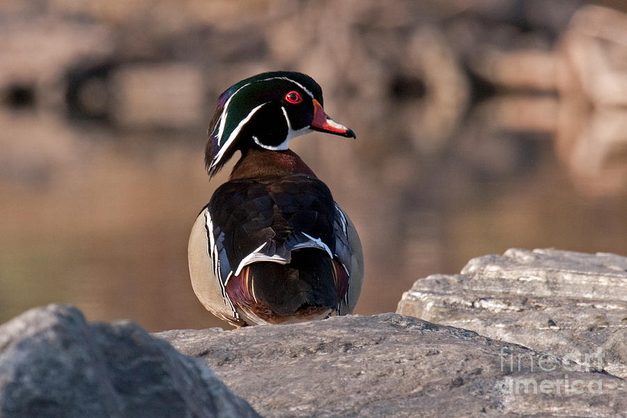 Wood Duck at Sterne Lake #1 Photograph by Fred Stearns