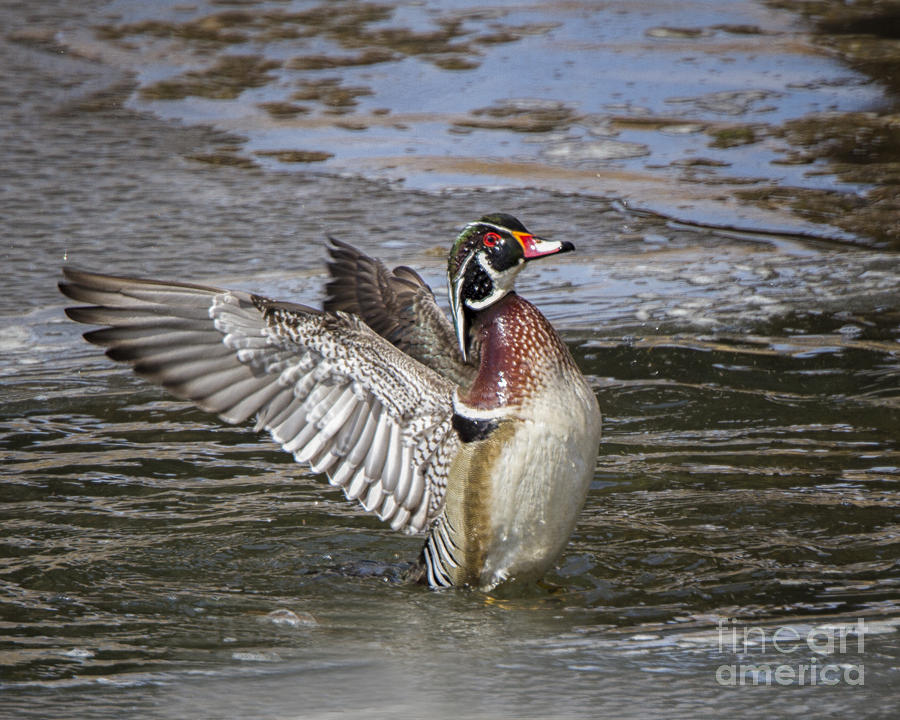 Wood Duck drake wing flap #1 Photograph by Ronald Lutz