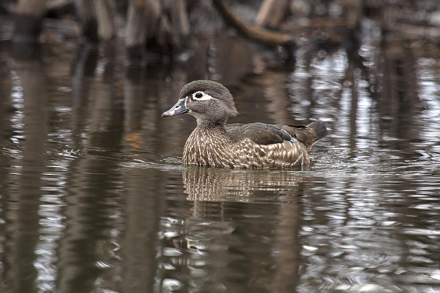 Wood duck #2 Photograph by Eunice Gibb
