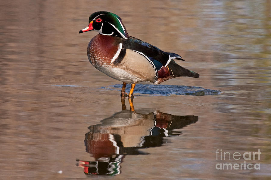 Wood Duck in Sterne Lake Photograph by Fred Stearns