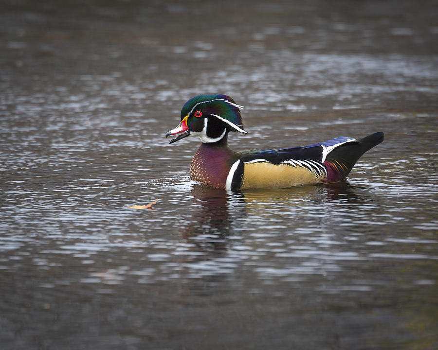 Wood Duck #2 Photograph by Jack R Perry