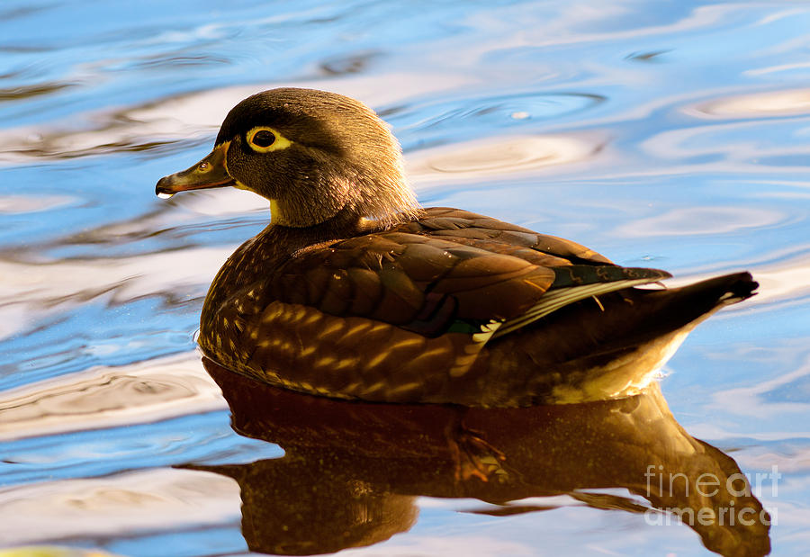 Wood Duck On Lost Lagoon #1 Photograph by Terry Elniski