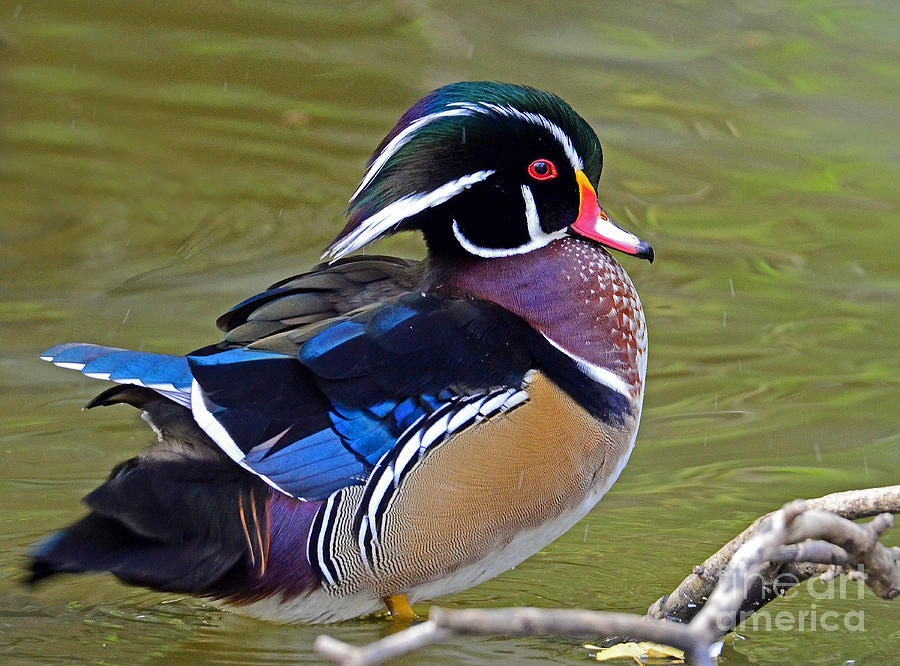 Wood Duck #2 Photograph by Rodney Campbell