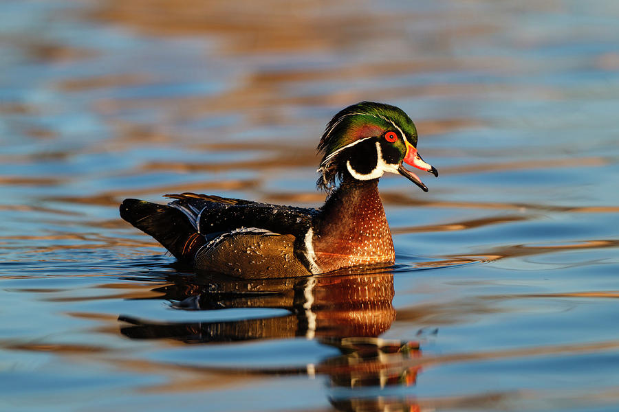 Albuquerque Photograph - Wood Ducks (aix Sponsa #1 by Larry Ditto