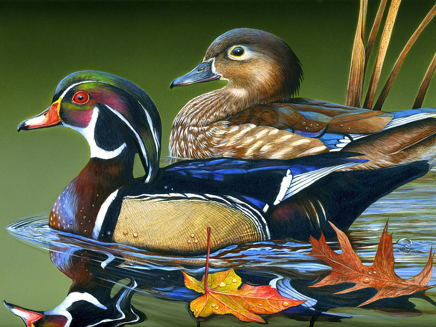 Wood ducks Painting by John Denney Fine Art America