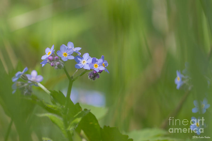 Wood forget-me-not #1 Photograph by Jivko Nakev