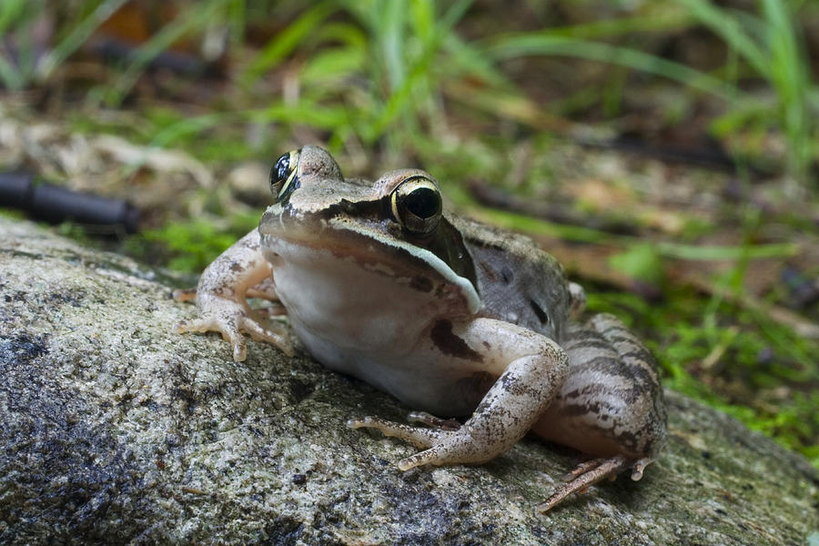 Wildlife Photograph - Wood Frog #1 by Paul Whitten