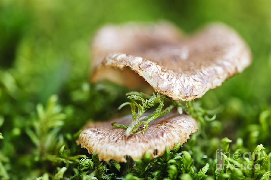 Mushroom Photograph - Wood mushrooms 1 by Elena Elisseeva