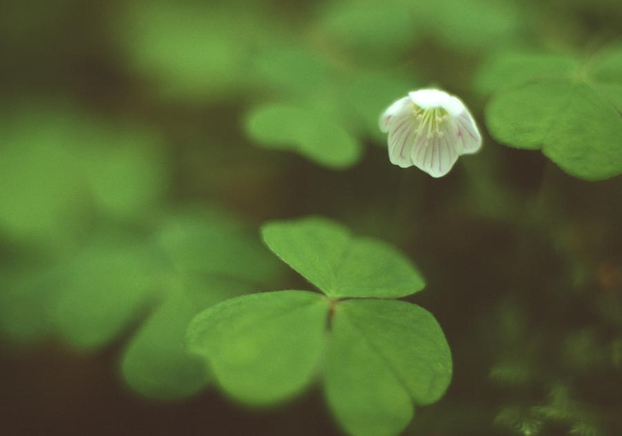 Spring Photograph - Wood Sorrel Flower #1 by Simon Fraser/science Photo Library