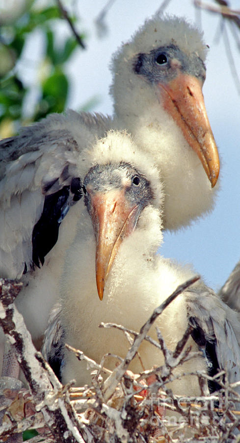 Wood Stork Nestlings #1 Photograph by Millard H. Sharp