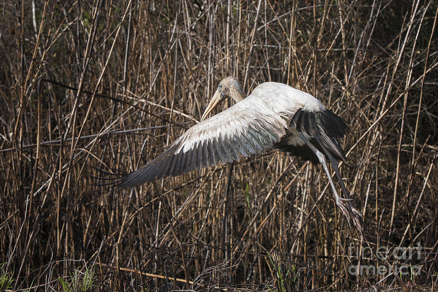 Wood Stork #1 Photograph by Ronald Lutz