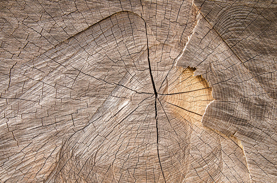 Wood texture #1 Photograph by Matthias Hauser