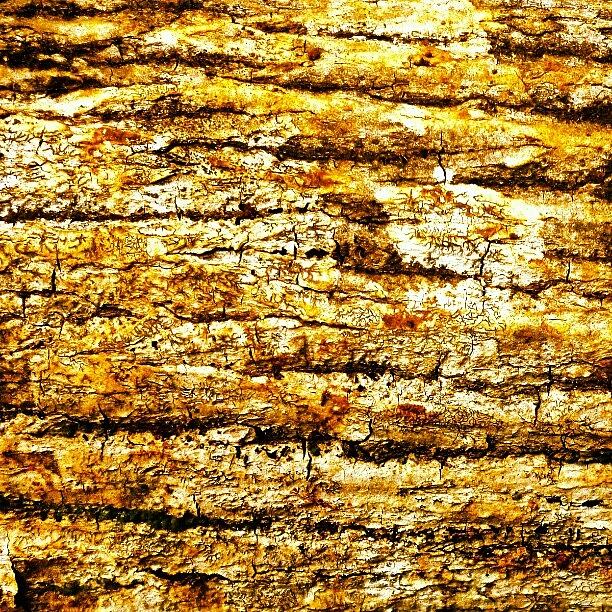 Wood Texture #1 Photograph by Rahmat Nugroho