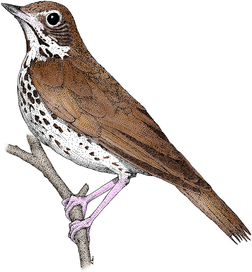 Wood Thrush #1 Photograph by Roger Hall