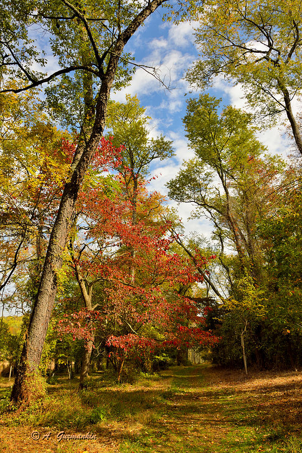 Woodland Path in Autumn #1 Photograph by A Macarthur Gurmankin