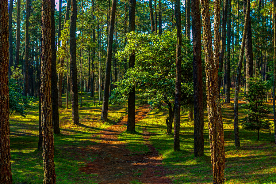 Woodland Path Photograph by Robert McKinstry