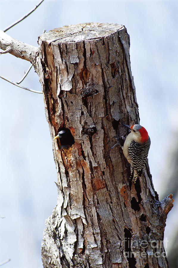 Woodpecker And Starling Fight For Nest #1 Photograph by Gregory G. Dimijian