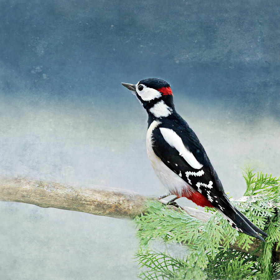 Woodpecker Mixed Media - Woodpecker #1 by Heike Hultsch