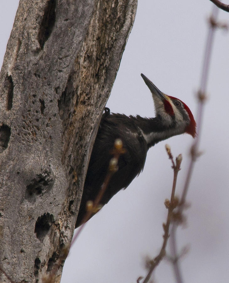 Woodpecker Photograph - Woodpecker by Valerie Wolf Woodpecker Photograph - Woodpecker by Valerie Wolf