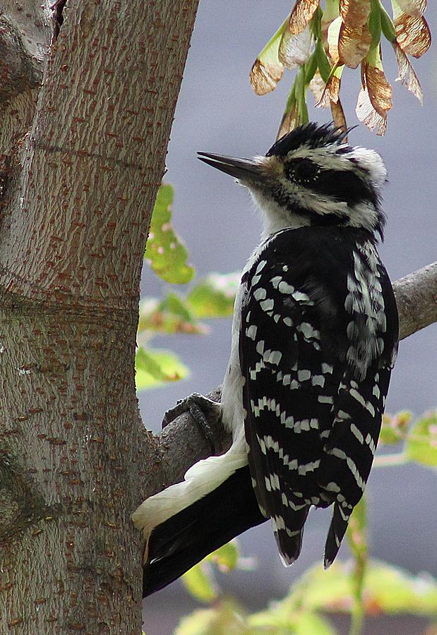 Woodpecker #1 Photograph by Wayne Toutaint