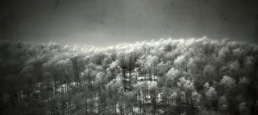 Distant Trees with Ice  Photograph by Marysue Ryan