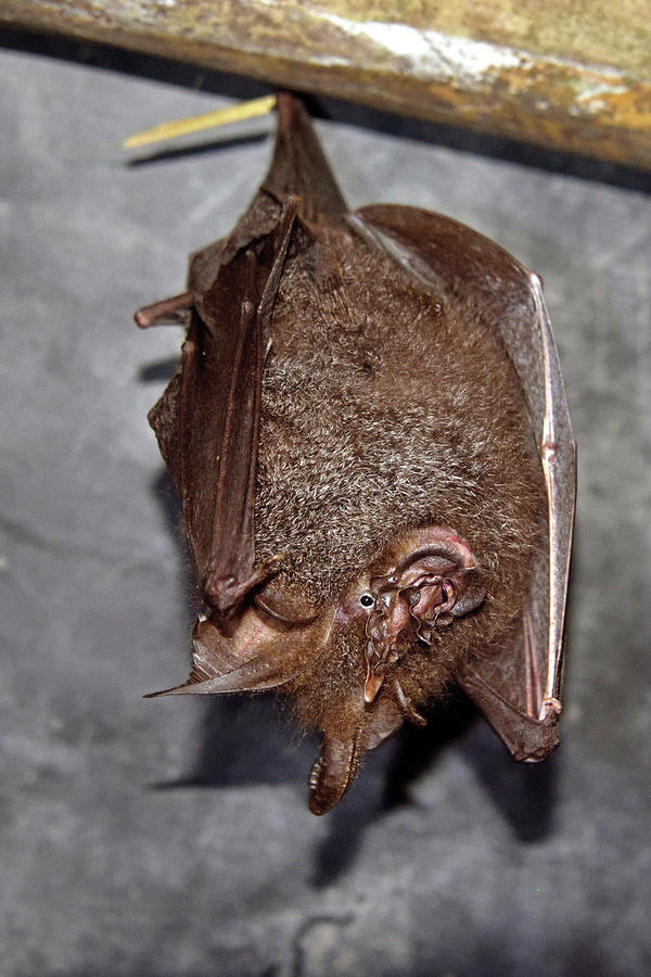 Woolly Horseshoe Bat Photograph By Robert Kennett Pixels