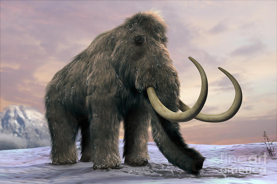 Woolly Mammoth #1 Photograph by Science Picture Co