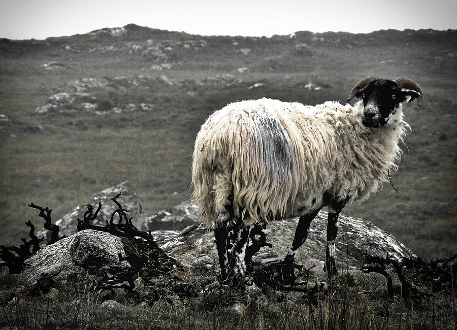 Wooly Goat Photograph by David Resnikoff - Fine Art America