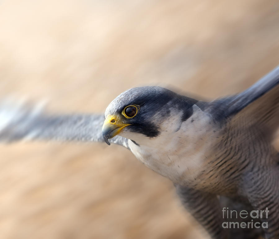 Falcon Photograph - Words Fastest Animal Peregrine Falcon #1 by Brandon Alms