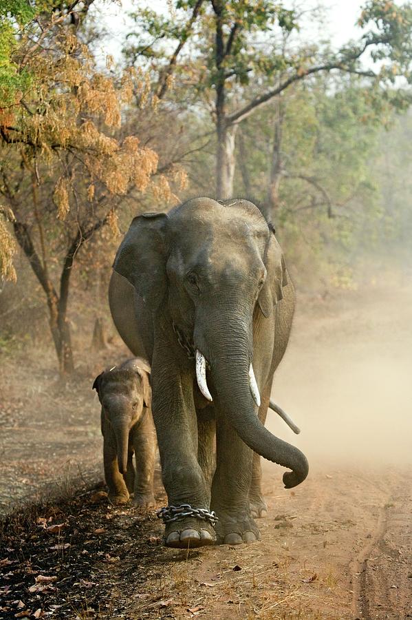 Working Indian Elephants Photograph By John Devries Science Photo