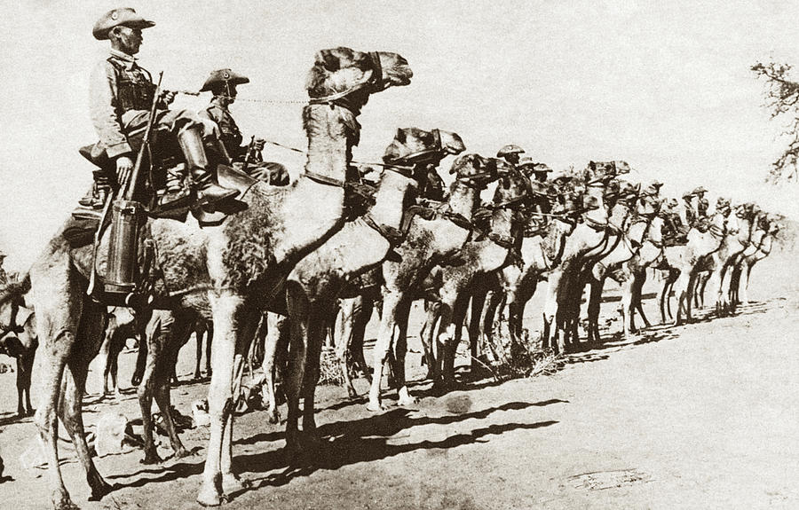 World War I Camel Corps #1 Photograph by Granger