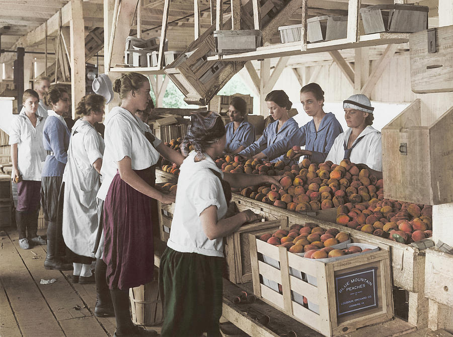 World War I Farmerettes Packing Peaches #1 Photograph by Stocktrek Images