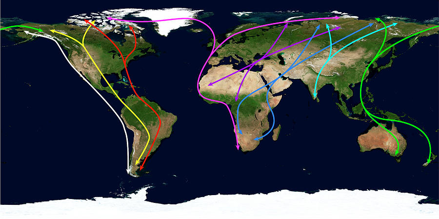 Worldwide Bird Migration Routes Photograph by Science Photo Library ...