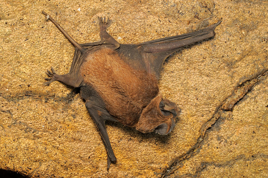 Malaysia bat BAT Malaysia