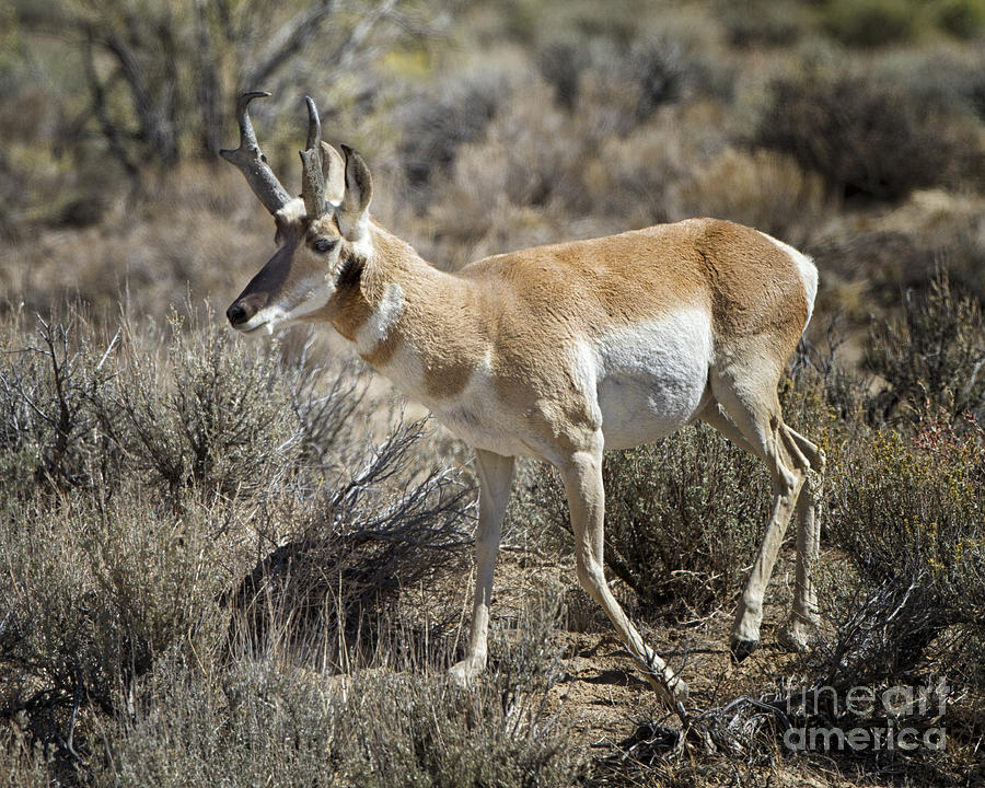 Wyoming Pronghorn #1 Photograph by Ronald Lutz