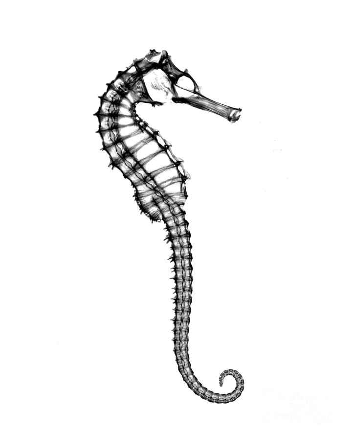 Animal Photograph - X-ray Of Seahorse #1 by Bert Myers