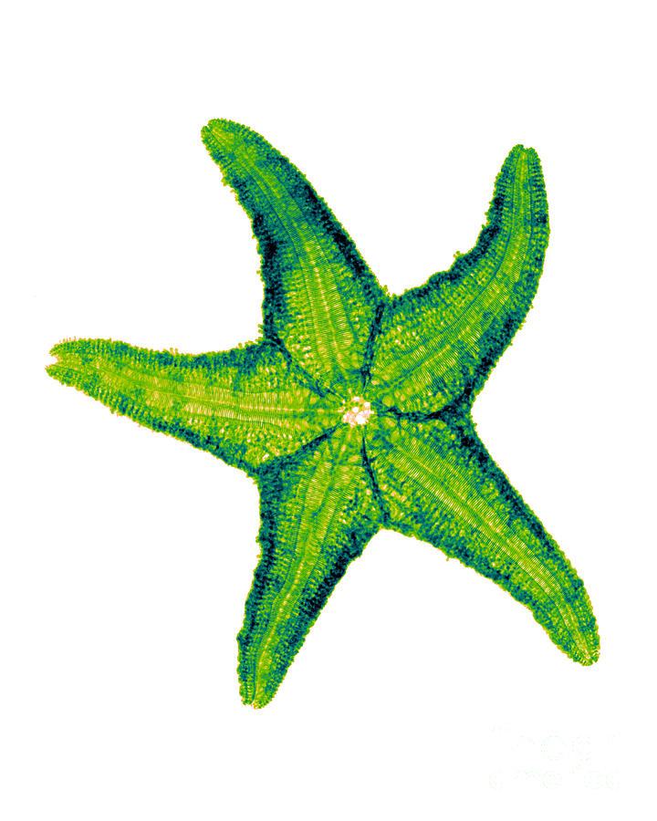 Radiograph Photograph - X-ray Of Starfish #2 by Bert Myers