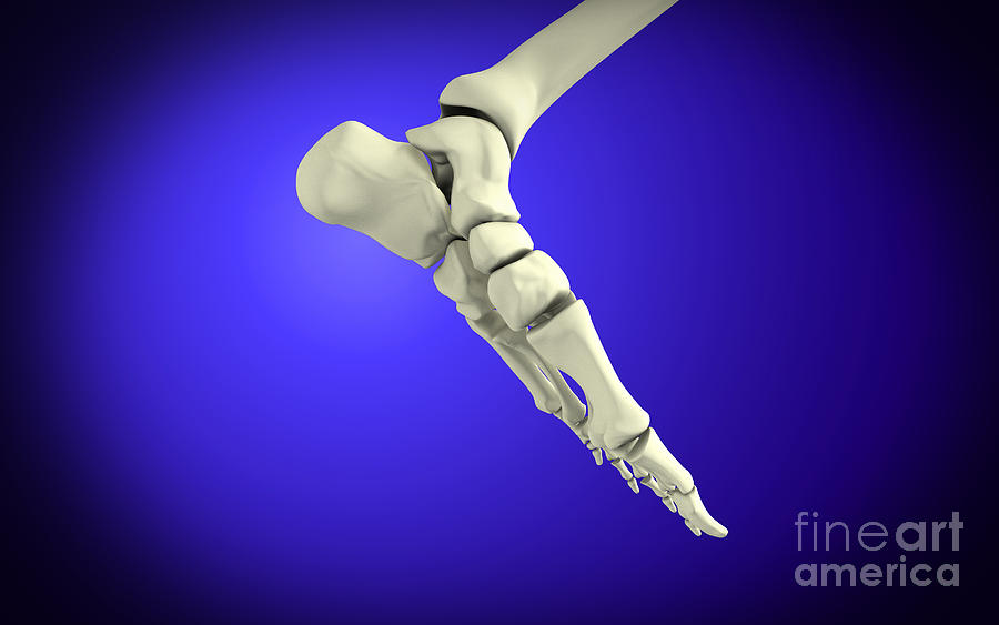 Skeleton Digital Art - X-ray View Of Human Foot #1 by Stocktrek Images