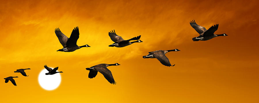 XL migrating canada geese #1 Photograph by Sharply_done