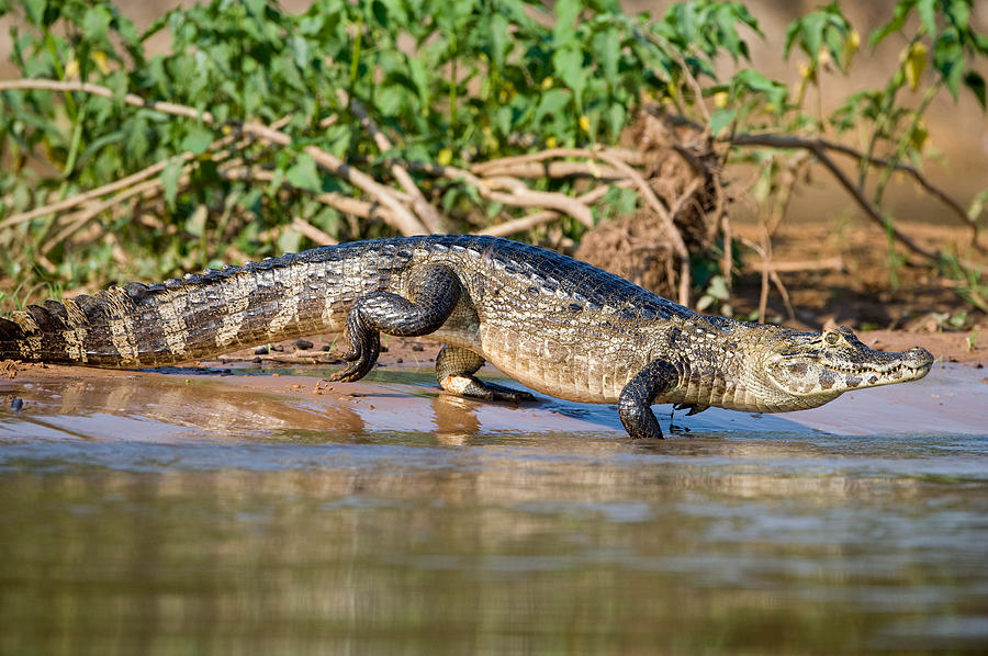 Crocodile Photograph - Yacare Caiman Caiman Crocodilus Yacare #1 by Panoramic Images