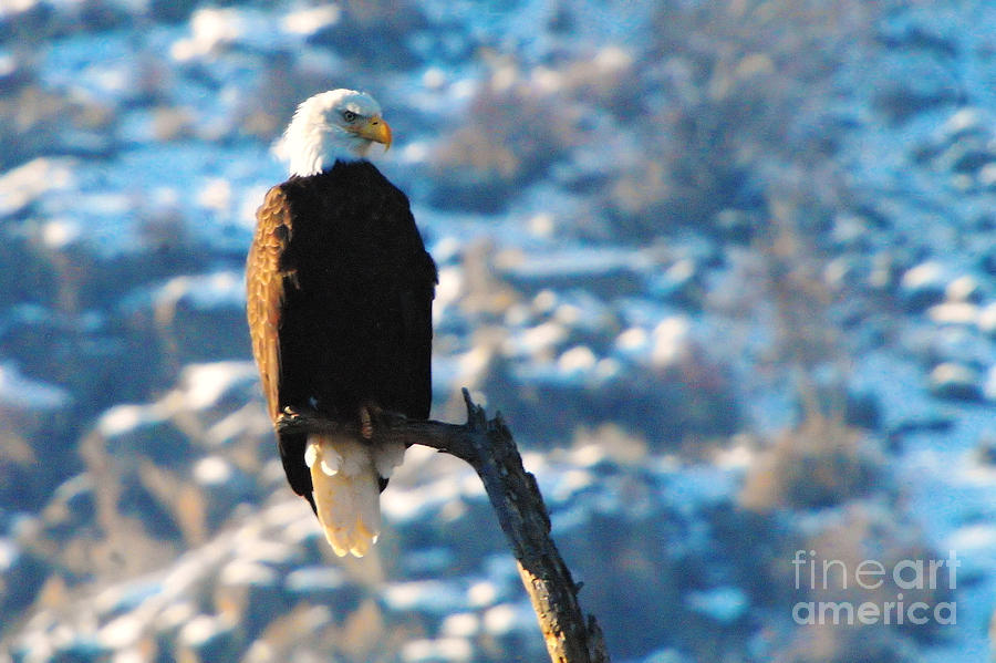 Yakama Canyon Eagle Photograph