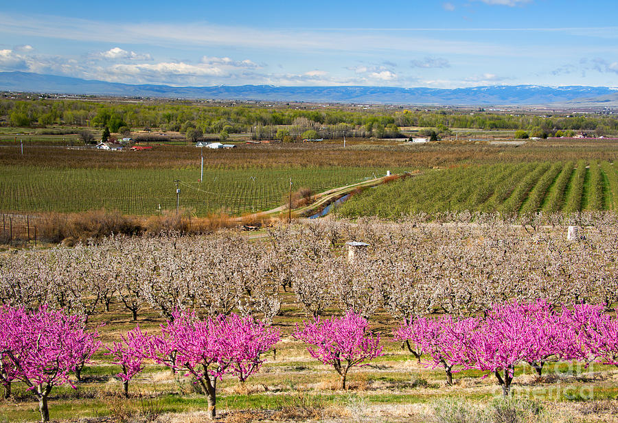 Yakima Valley Spring #2 Photograph by Michael Dawson