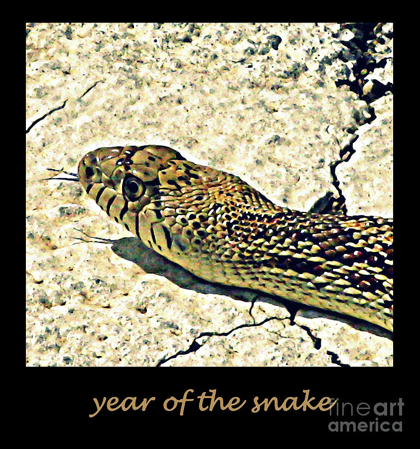Year of the Snake #1 Photograph by Patricia Januszkiewicz