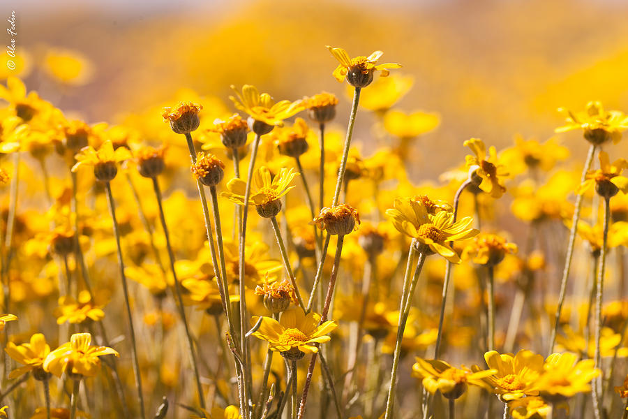 Flower Photograph - Yellow #1 by Alexander Fedin