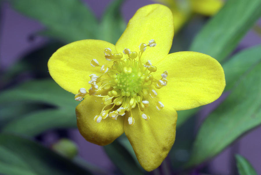 Yellow Anemone (anemone Ranunculoides) Photograph by Bjorn Rorslett ...