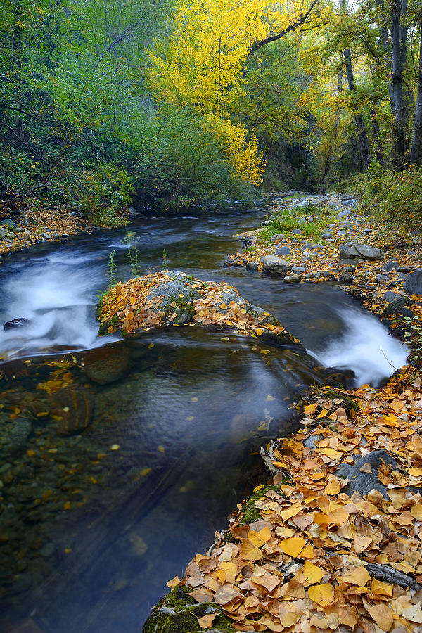 Yellow autumn Photograph by Guido Montanes Castillo - Fine Art America