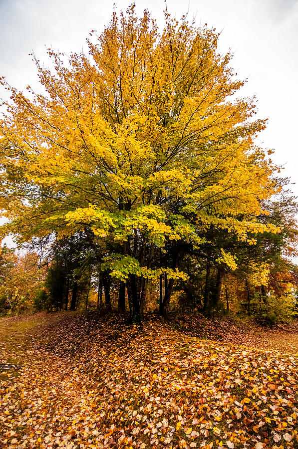 Yellow Autumn Tree #1 Photograph by Alex Grichenko